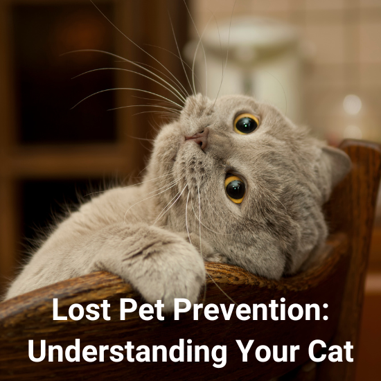 Lost Pet Advice Understanding Your Cat's Personality to Help Bring